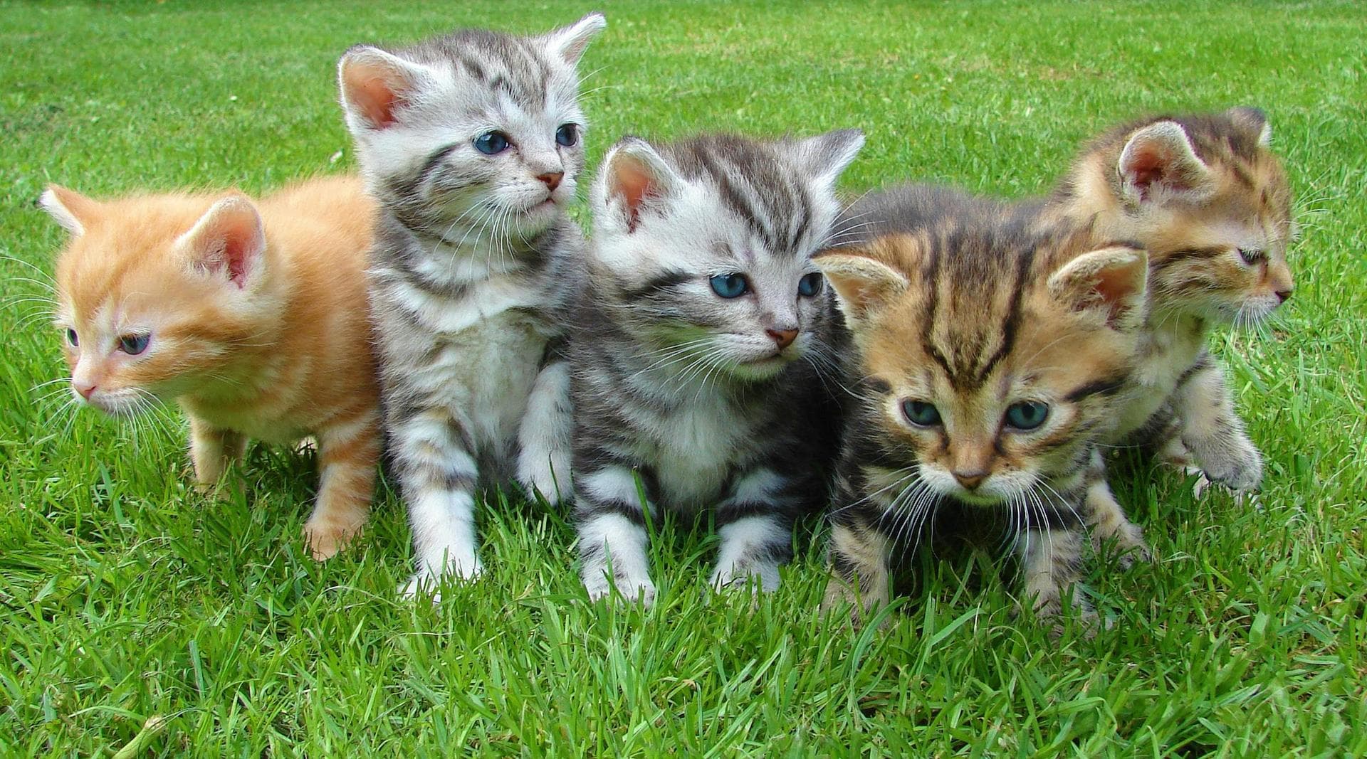 Pet Microchipping Prices in Bedfordshire