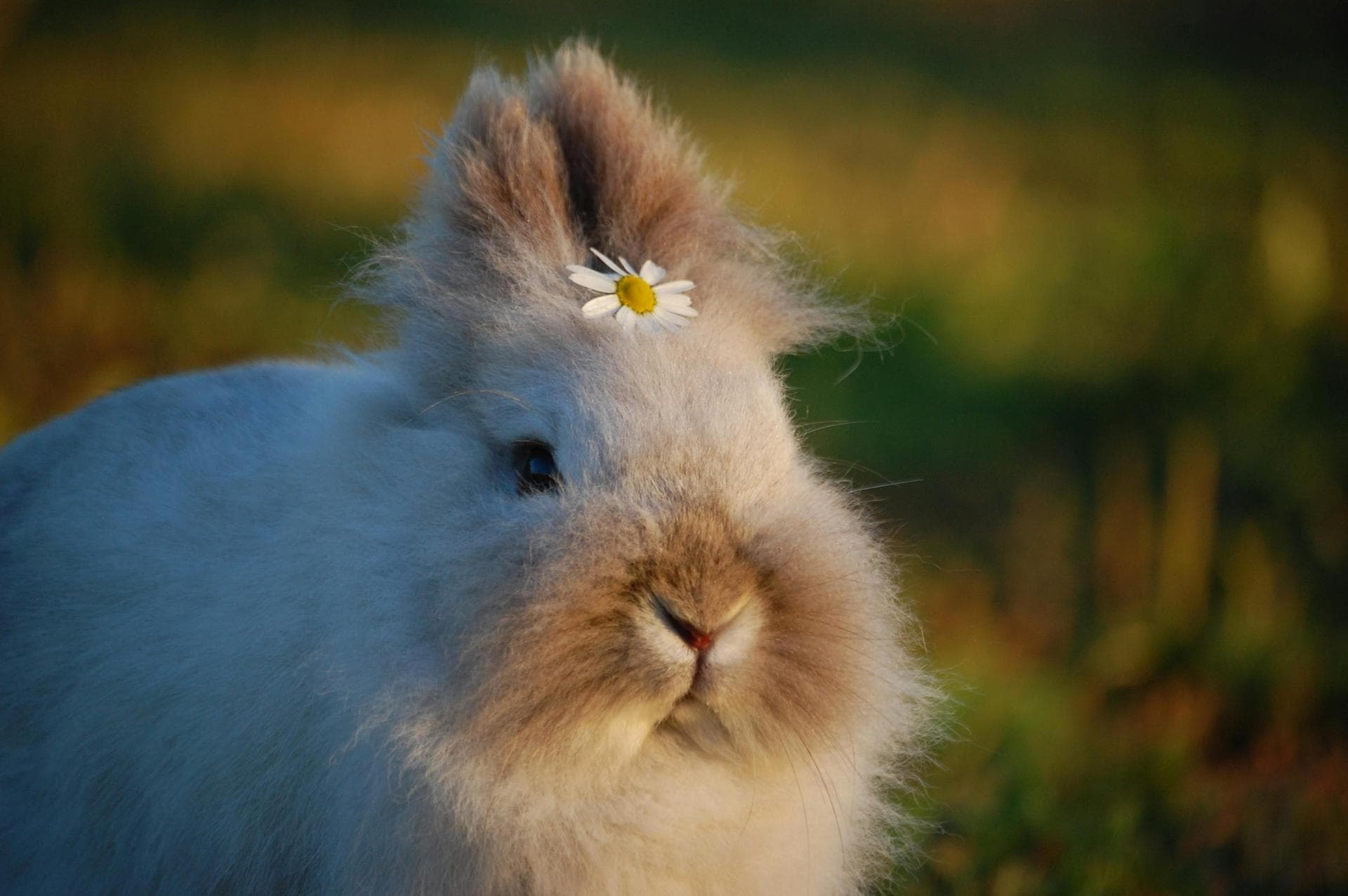 Vet Prices in Bedfordshire