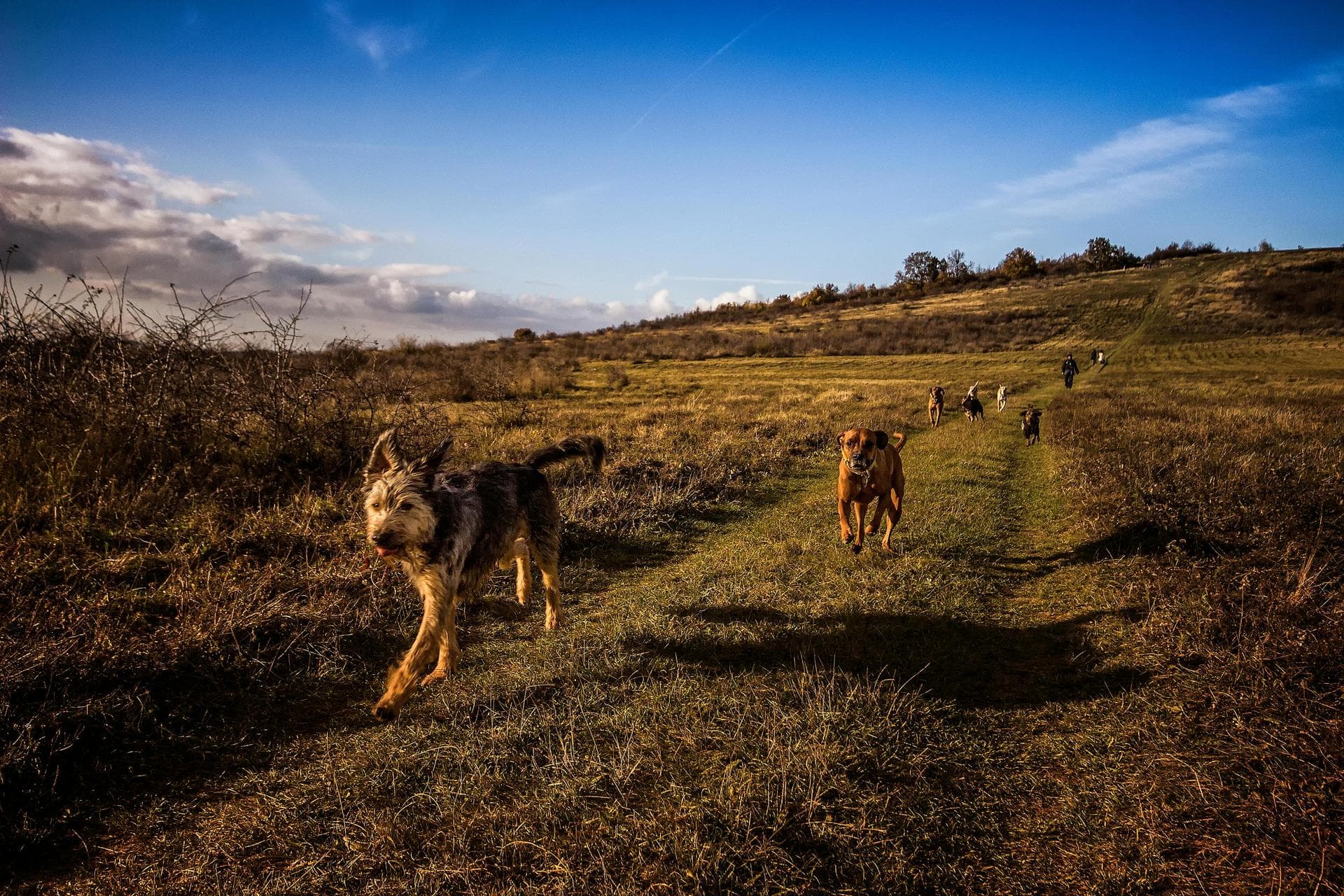 Dog & Cat Vets in Dunstable