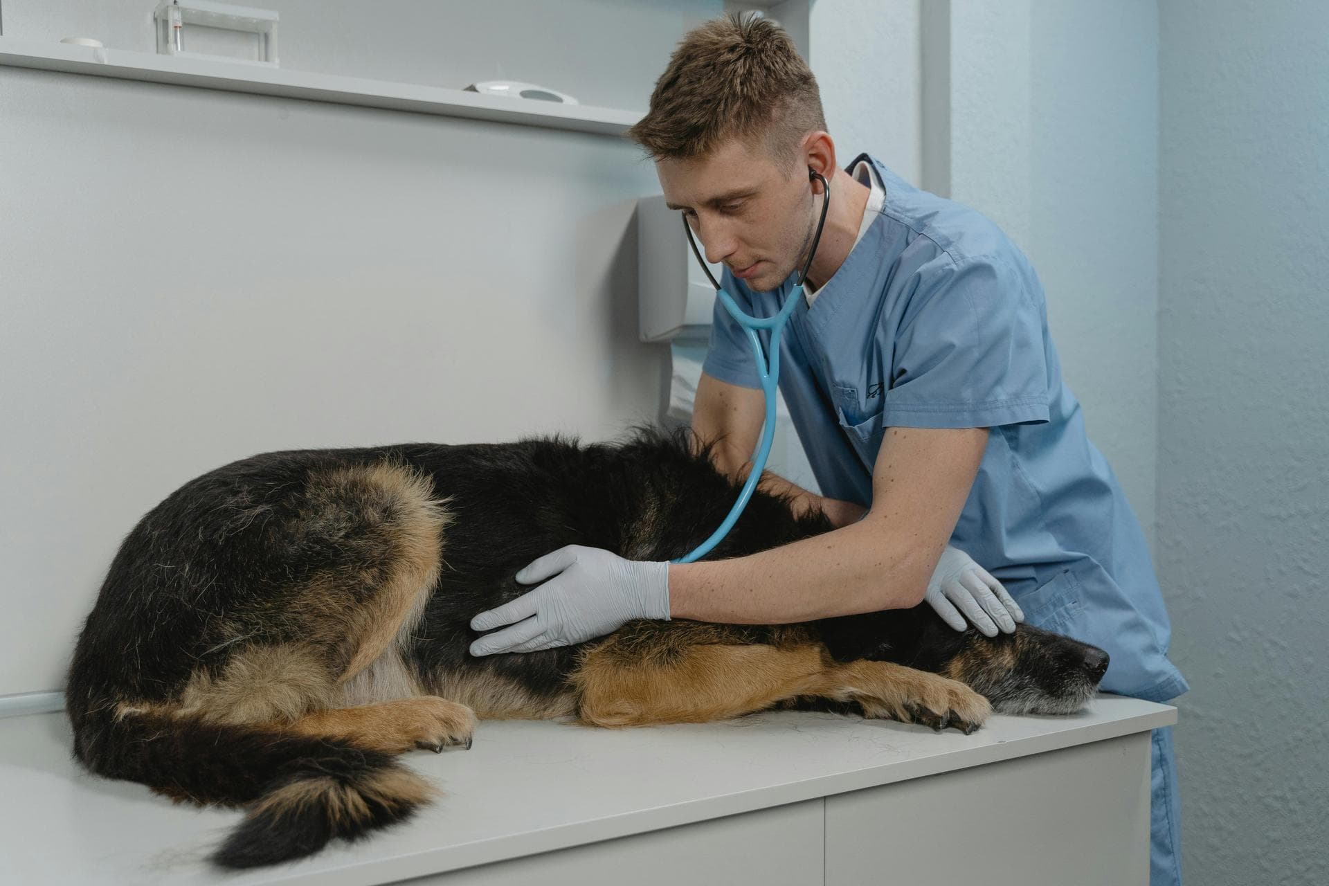 Dog & Cat Vets in Woodley