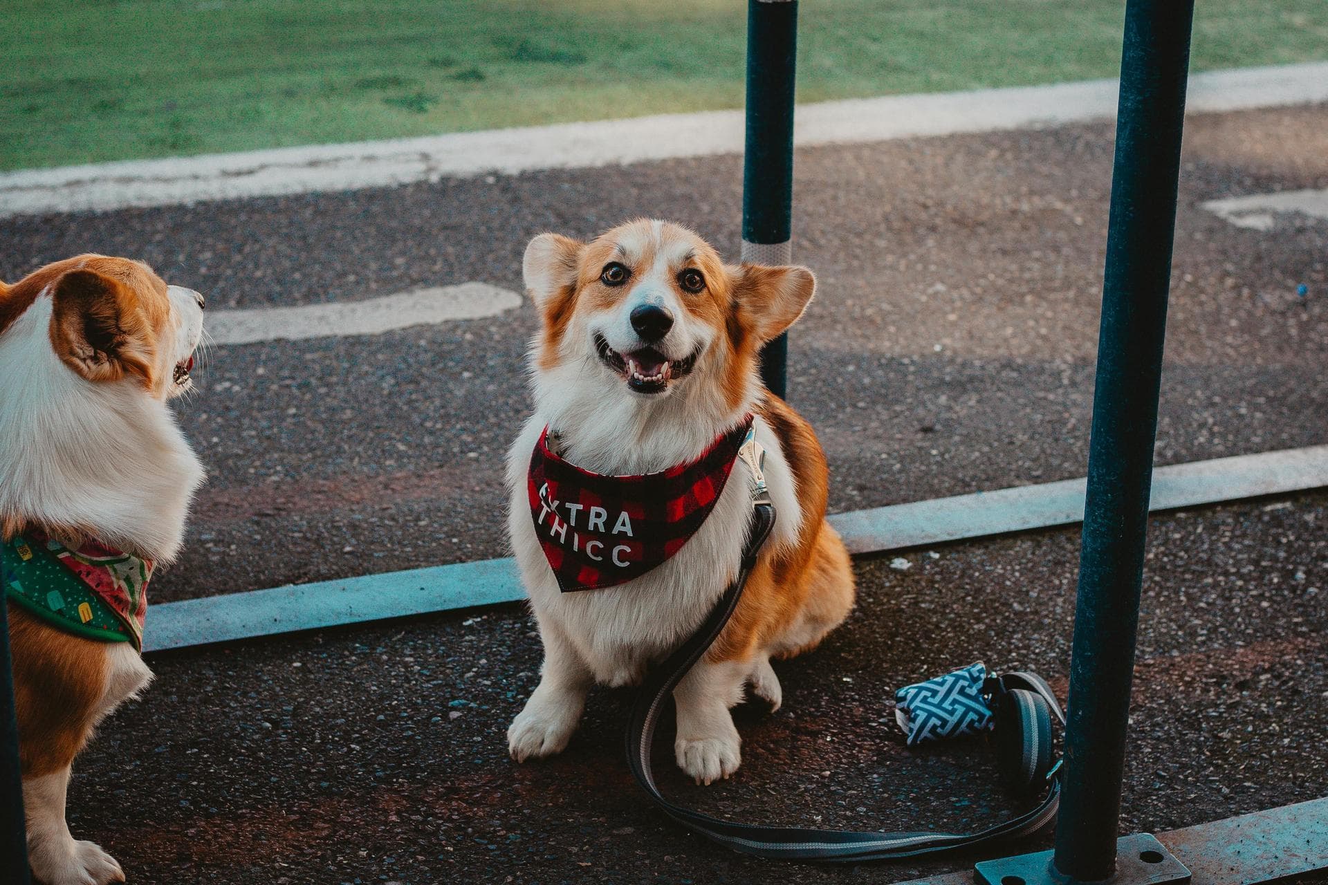 Follow-up Vet Appointment Prices in Bedfordshire