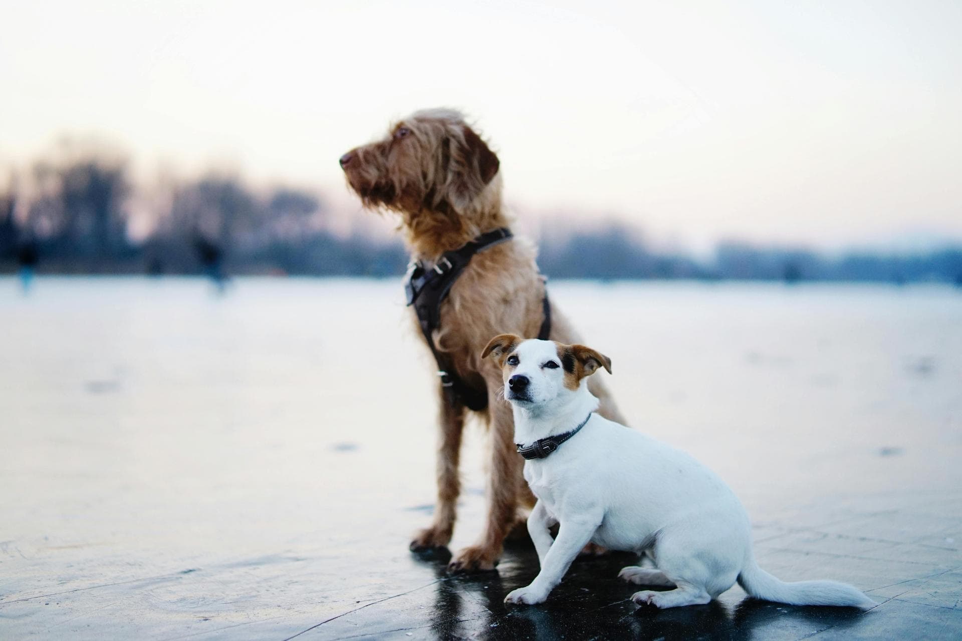 Vet Consultation Prices in Bedfordshire