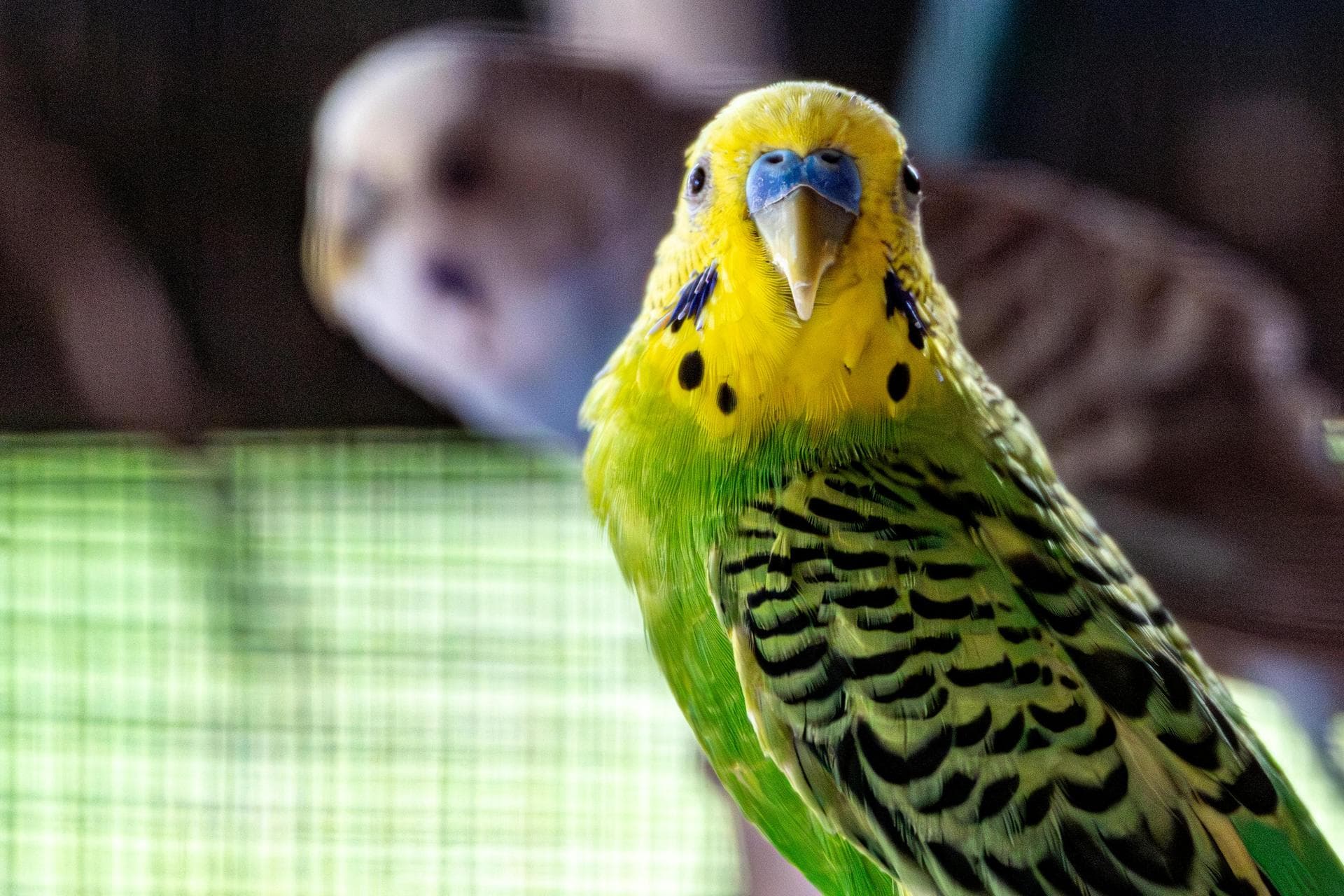 Guinea Pig Spay Castrate Neutering Prices in Bedfordshire