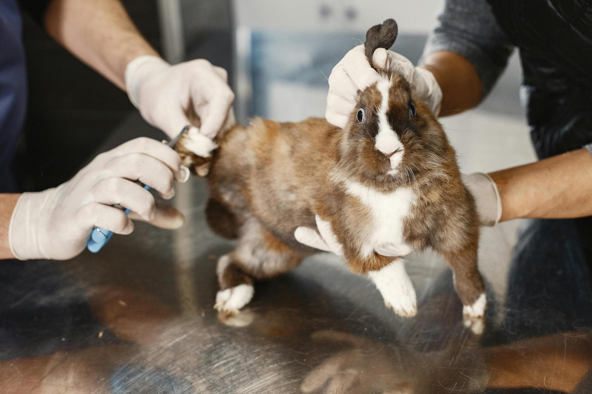 Vet Consultation Prices in Bedfordshire